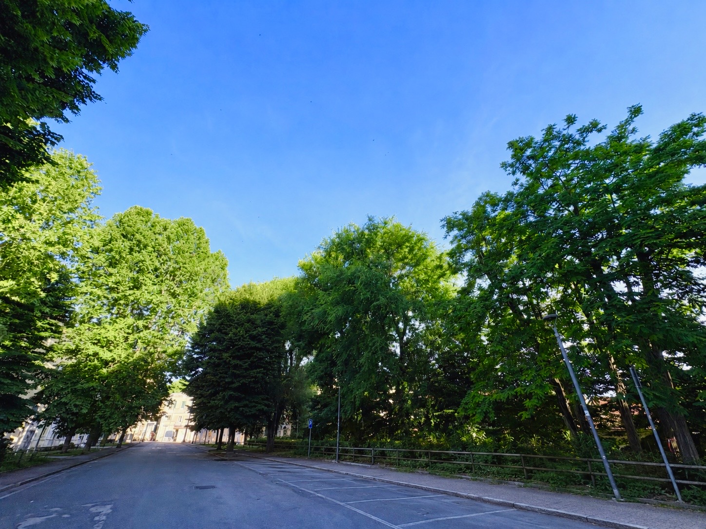 Gli alberi di Piazza della Libertà
